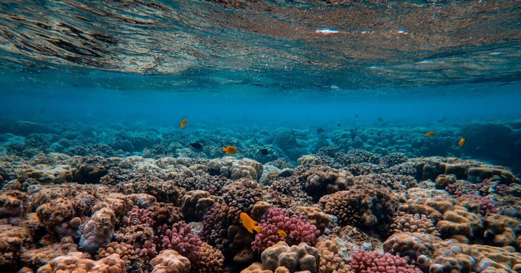 Scenic Photo of Coral Reef